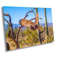 Superb Owl: Birds of Prey Wildlife Photography Nature Wall Art Sonoran Desert Owl Metal Canvas Print