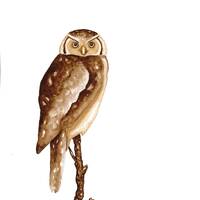 Barred Owl Watercolor Painting