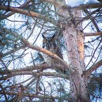 Great Horned Owl | Island Lake State Recreation Area | Michigan Photography | Wildlife | Canvas Prin