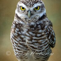 Owl /  Burrowing Owl / Florida / Fine Art / Digital Download