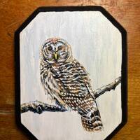 Barred Owl