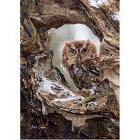 EASTERN SCREECH OWL #2 ready to hang Dye Sublimation Photo /Wildlife photo / Wild Bird Print / Owl p