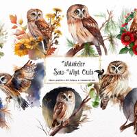 Watercolor Saw-whet Owls Clipart - cute owl clip art in PNG format instant download for commercial u