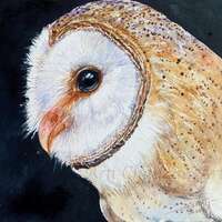 Barn Owl Painting Original Watercolour Wall Art Wildlife Art