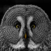 Great Grey Owl Print &ndash; Fine Art Portrait, Oil Paint Effect