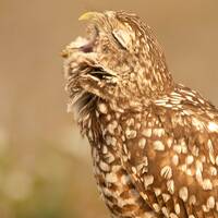 Burrowing Owl Yawning. Florida Bird Raptor Wildlife Photography