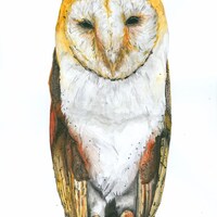 Barn Owl Watercolour Painting (Print)