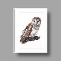 Barn Owl Original Artwork | Ballpoint Pen Drawing on White Recycled Paper | Realistic Bird Portrait 