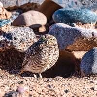 Owl Art Prints | Owl Artwork | Owl Print Download | Owl Print | Owl Photo | Owl Decor | Digital Prin