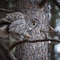 Great Gray Owl Walking on Tree Branch Photography Print or Metal Print, Owl Wall Art, Wildlife Fine 