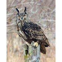 EURASIAN EAGLE OWL #02A  ready to hang Dye Sublimation Photo /Wildlife photo / Wild Bird Print / Owl
