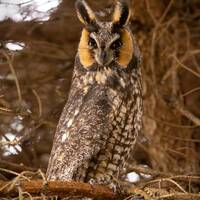 Long-Eared Owl Photography Print | Michigan Wildlife | Original Nature Photography | Bird Photo | Ow
