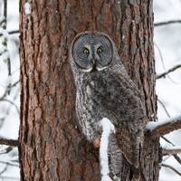 Great Gray Owl Portrait Photo Print: Western Montana Wildlife Art