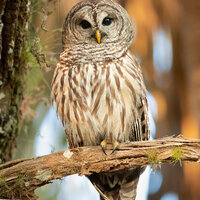 Barred Owl Photo, Bird Photography, Owl Print, Nature Wall Decor, Wildlife Photography, Florida Bird