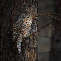 Barred Owl Wildlife Print Western Montana