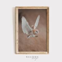 Barn Owl Flying, Barn Owl Digital Art, Birds of Prey, Owl Photography, White Barn Owl Print, Barn Ow