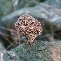 Burrowing owl 2: 8 x 10 inch photograph CHARITY DONATION