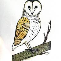 Barn owl