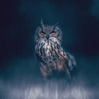 Professional image of a stunning Owl on fine art paper. Professional image for any wall or gift idea