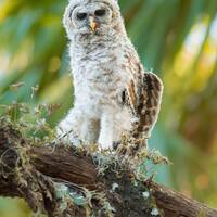 Barred Owl Photo, Bird Photography, Baby Bird Photo, Florida Nature Print, Wildlife Photo, Florida B