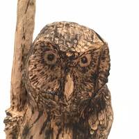 Northern Pygmy Owl 1