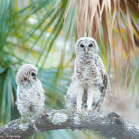 Barred Owl Babies, Bird Photography, Baby Birds, Barred Owlets, Barred Owl Chicks, Nature Photo, Wil