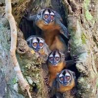 Owl monkey family in Peruvian Amazon - 8 x 10 inch photograph: CHARITY DONATION