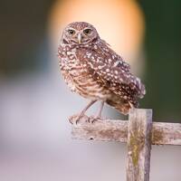 Burrowing Owl at Sunset, Owl Print, Bird Photography, Cape Coral, Nature Print, Owl Wall Decor, Flor