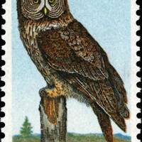 10x Great Gray OWL Strigiformes Birds Unused 1978 15c Postage Stamps Free Shipping! Your #1 source w