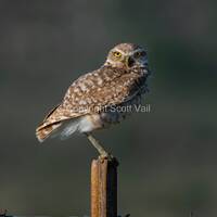 Burrowing Owl