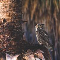 Great Horned Owl Print | Arizona Wildlife Photography, Wall Art