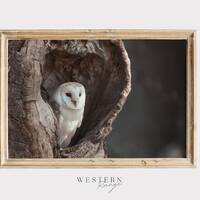 Barn Owl In Tree, Wildlife Photography, Barn Owl Poster, Rustic Bedroom Art, Gift For Outdoorsman, B