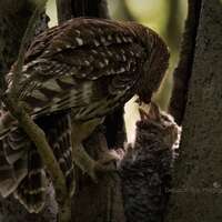 Barred Owl Print Photograph Photo Neat Owlet Forest Mom Mama Gift Fine Art Wall Print Giclee Metal L