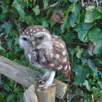 Little owl, Owl sculpture, Ornamental owl, Bird gifts, Collectibles