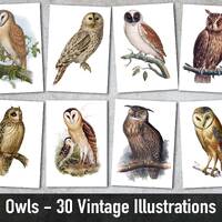 Owls, 30 Vintage Illustrations, Printable Animal Images, Digital Paper, Instant Download