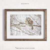 Barred Owl Photography Print, Bird Home Decor Art Print, Wall Art, Rustic Nature Print, Bird Lover A