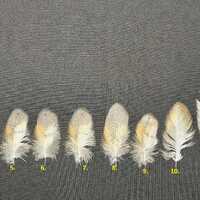 Feather barn owl (Tyto alba)