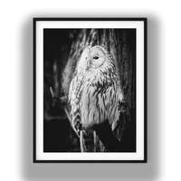 Black and White Owl Print, Wise Owl Photo Wall Art, Digital Download Wildlife Photography