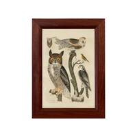 Great Horned Owl Vintage Reproduction Print, Framed Behind Glass, Wildlife Art