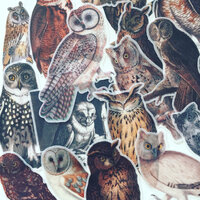 Vintage Owl Journal Stickers, Woodland Birds Planner Stickers, Student Stickers, Owls Journalling/Sc