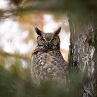 Great Horned Owl - Instant Digital Downloadable Print