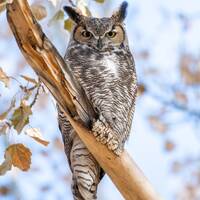 Great Horned Owl Acrylic Print owl photo owl print owl gift owl art wildlife photography wildlife ar