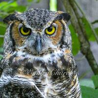 Great Horned Owl