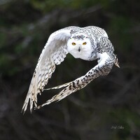 SNOWY OWL #3 ready to hang Dye Sublimation Photo /Wildlife photo / Wild Bird Print / Owl photo / Nat