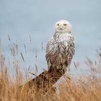 Snowy Owl Wildlife Photography Print | Owl Wall Art, Bird Nature Decor, Rustic Wildlife Home Decor |