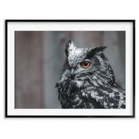 Black and White European Eagle Owl Birder Gift, Owl Wall Art Photography Print, Birds of Prey, Nurse