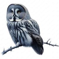 Great Grey Owl Clipart | Clipart Bundle | 10 High-Quality Designs | Wildlife Art | Nature Craft | Co