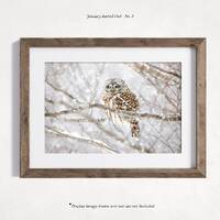 Barred Owl Photography Print, Bird Home Decor Art Print, Wall Art, Rustic Nature Print, Bird Lover A