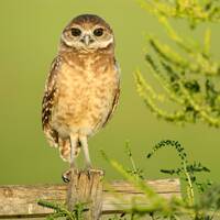 Burrowing Owl Wildlife Artwork Florida Bird Photography