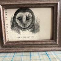 1888 Barn Owl Small Framed Antique Original Bird print 3 by 5 inches Framed Ready to display in your